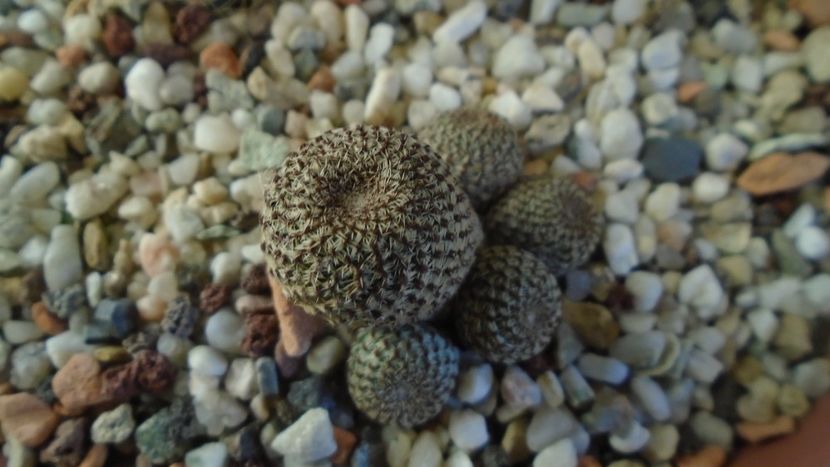 Aylostera (Rebutia) heliosa - Cactusi 2020 - catalogare 2