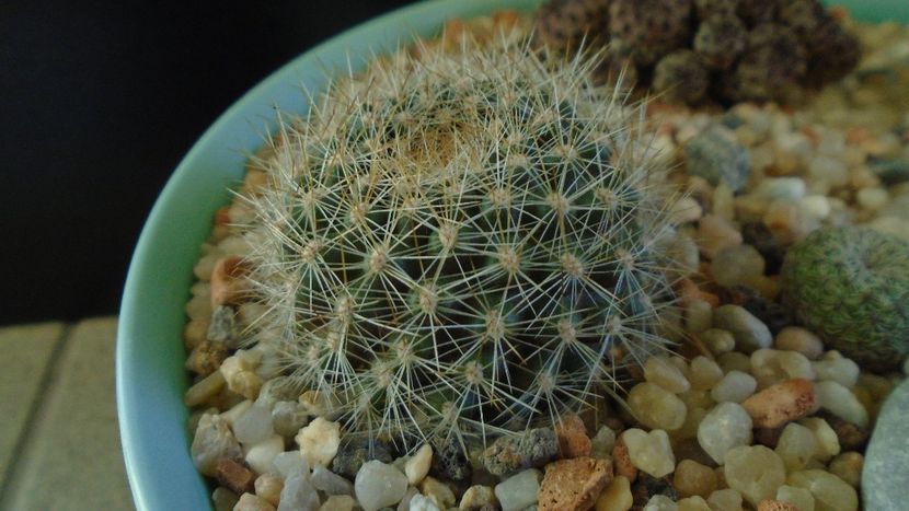 Rebutia steinmannii v. christinae - Cactusi 2020 - catalogare 2