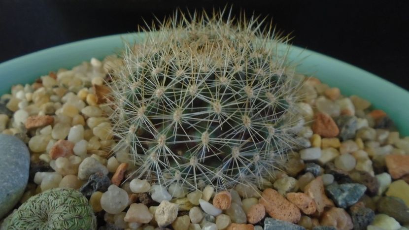 Rebutia steinmannii v. christinae - Cactusi 2020 - catalogare 2