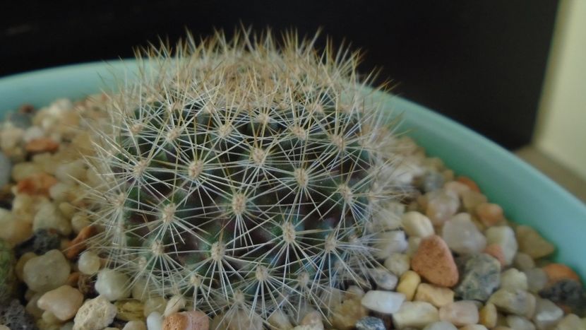 Rebutia steinmannii v. christinae - Cactusi 2020 - catalogare 2
