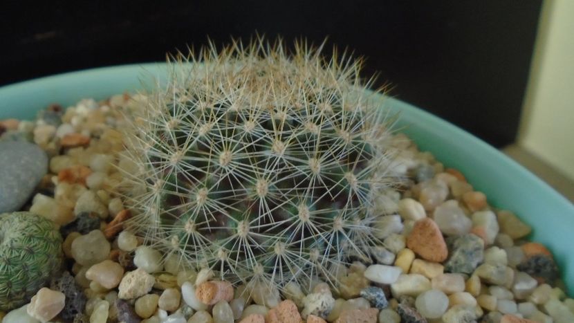 Rebutia steinmannii v. christinae - Cactusi 2020 - catalogare 2