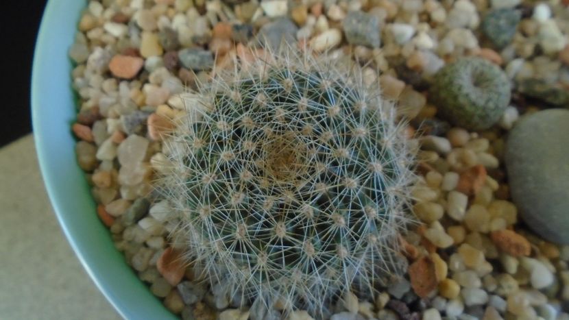 Rebutia steinmannii v. christinae - Cactusi 2020 - catalogare 2