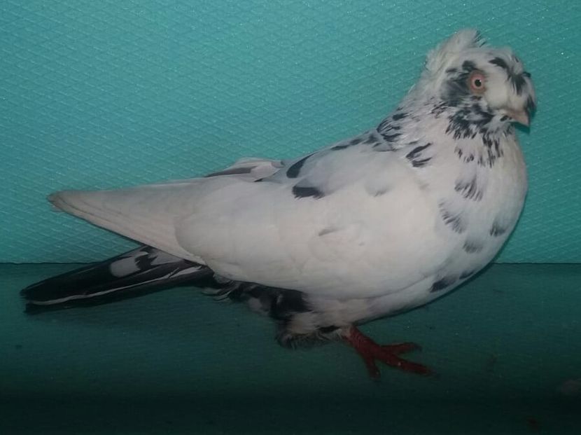  - cadouri de la prieteni