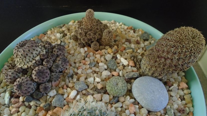 Grup de 4 Sulcorebutia - Cactusi 2020 - catalogare 2