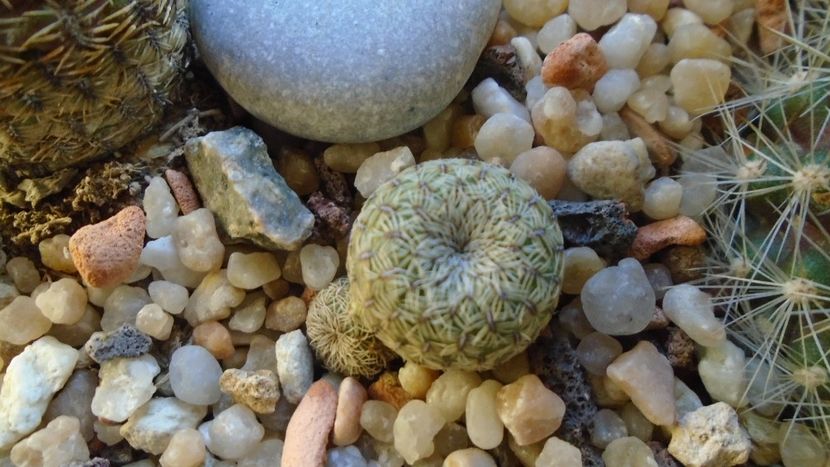 Sulcorebutia (Rebutia) heliosoides, MS 511 - Cactusi 2020 - catalogare 2