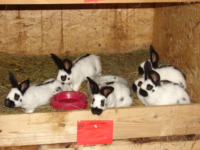 iepuri nu sunt ai mei