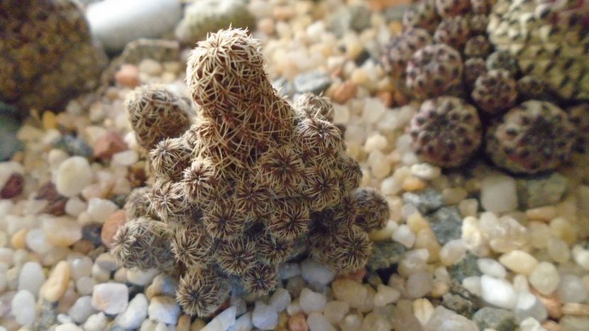 Sulcorebutia taratensis = Rebutia steinbachii - Cactusi 2020 - catalogare 2