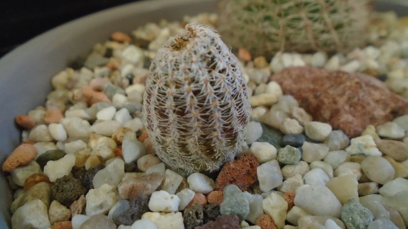 Lobivia albolanata = Echinopsis densispina - Cactusi 2020 - catalogare 2