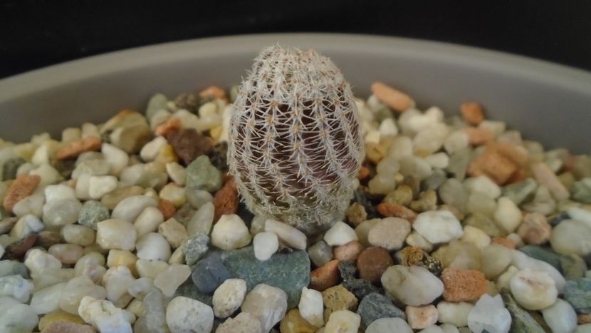 Lobivia albolanata = Echinopsis densispina - Cactusi 2020 - catalogare 2