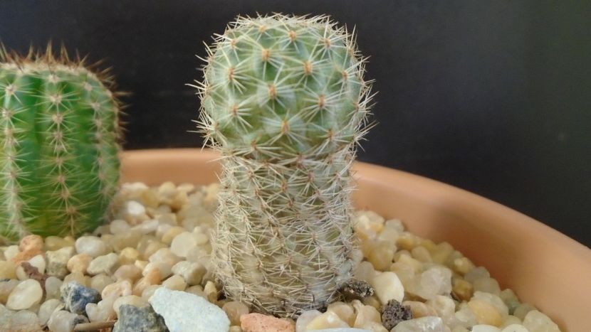 Mediolobivia (Rebutia) eucalyptana - Cactusi 2020 - catalogare 2