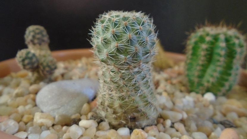 Mediolobivia (Rebutia) eucalyptana - Cactusi 2020 - catalogare 2