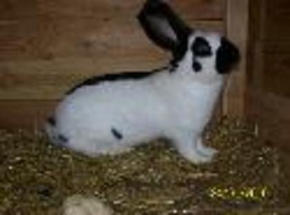 iepuri nu sunt ai mei