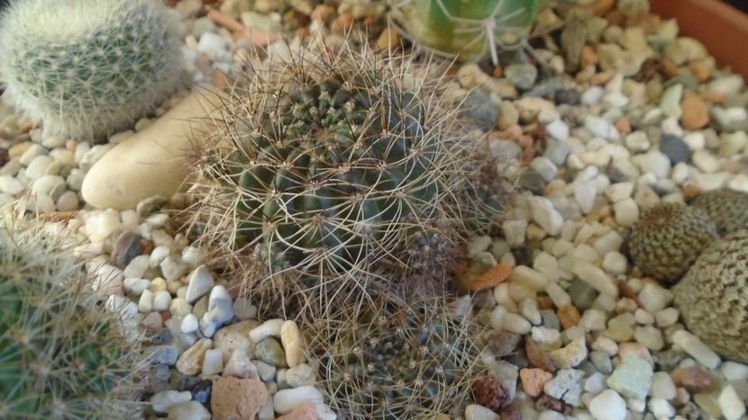 Lobivia arachnacantha v. densiseta = Echinopsis ancistrophora ssp. arachnacantha - Cactusi 2020 - catalogare 2