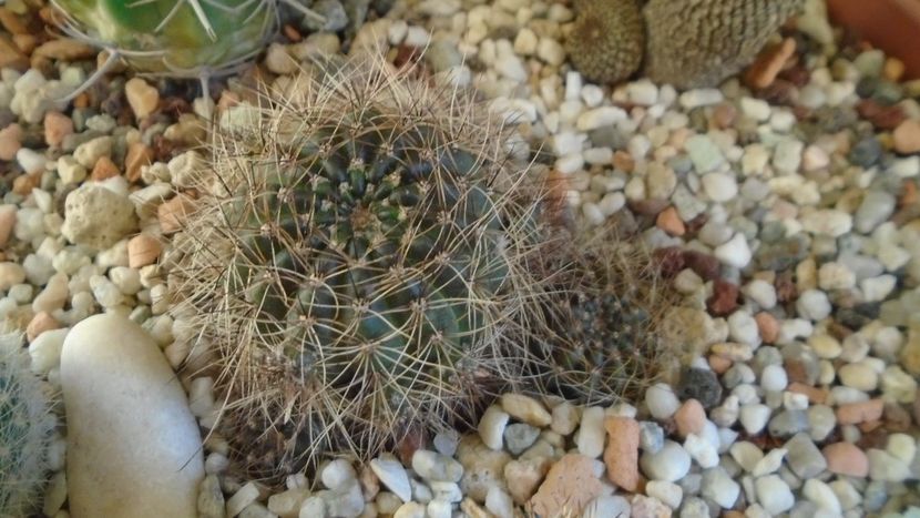 Lobivia arachnacantha v. densiseta = Echinopsis ancistrophora ssp. arachnacantha - Cactusi 2020 - catalogare 2