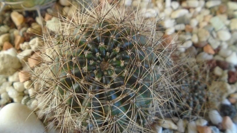 Lobivia arachnacantha v. densiseta = Echinopsis ancistrophora ssp. arachnacantha - Cactusi 2020 - catalogare 2