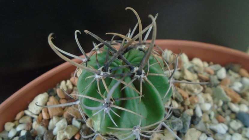 Lobivia (Echinopsis) ferox - Cactusi 2020 - catalogare 2