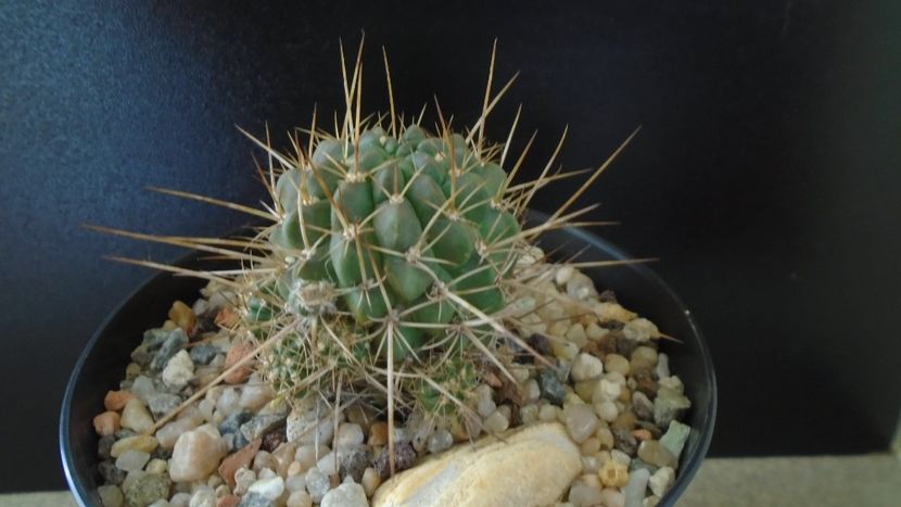 Lobivia aculeata = Echinopsis pentlandii - Cactusi 2020 - catalogare 2