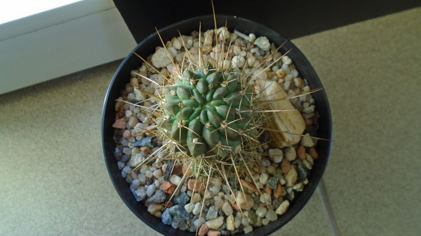 Lobivia aculeata = Echinopsis pentlandii - Cactusi 2020 - catalogare 2
