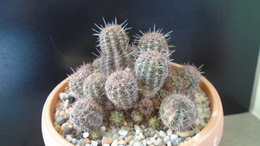 Lobivia (Echinopsis) aurea v. shaferi - Cactusi 2020 - catalogare 2