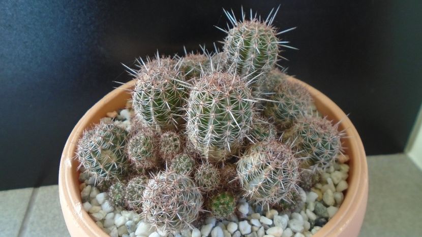 Lobivia (Echinopsis) aurea v. shaferi - Cactusi 2020 - catalogare 2