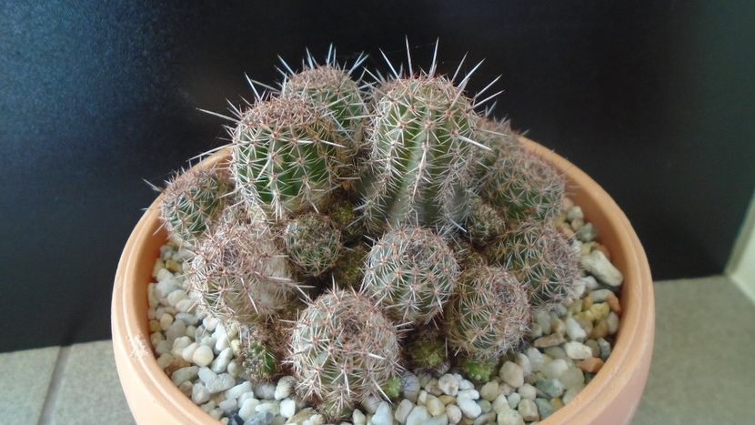 Lobivia (Echinopsis) aurea v. shaferi - Cactusi 2020 - catalogare 2