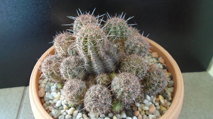 Lobivia (Echinopsis) aurea v. shaferi - Cactusi 2020 - catalogare 2
