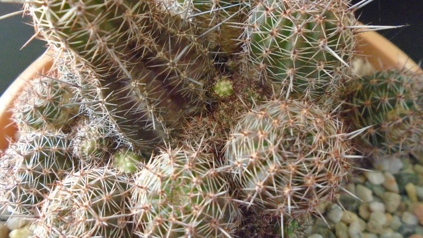Lobivia (Echinopsis) aurea v. shaferi - Cactusi 2020 - catalogare 2