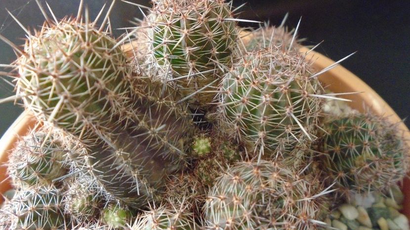 Lobivia (Echinopsis) aurea v. shaferi - Cactusi 2020 - catalogare 2