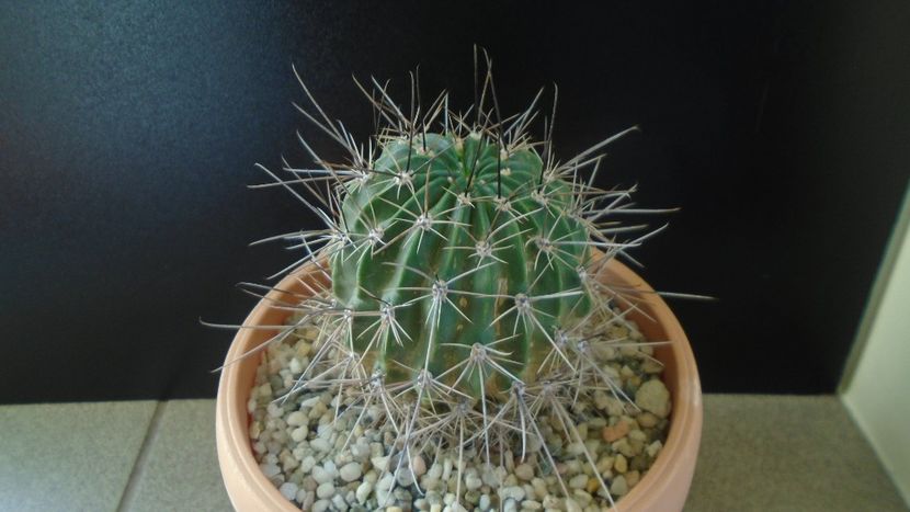 Lobivia jajoiana cv. anemone = Echinopsis marsoneri - Cactusi 2020 - catalogare 2