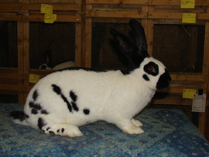 iepuri nu sunt ai mei