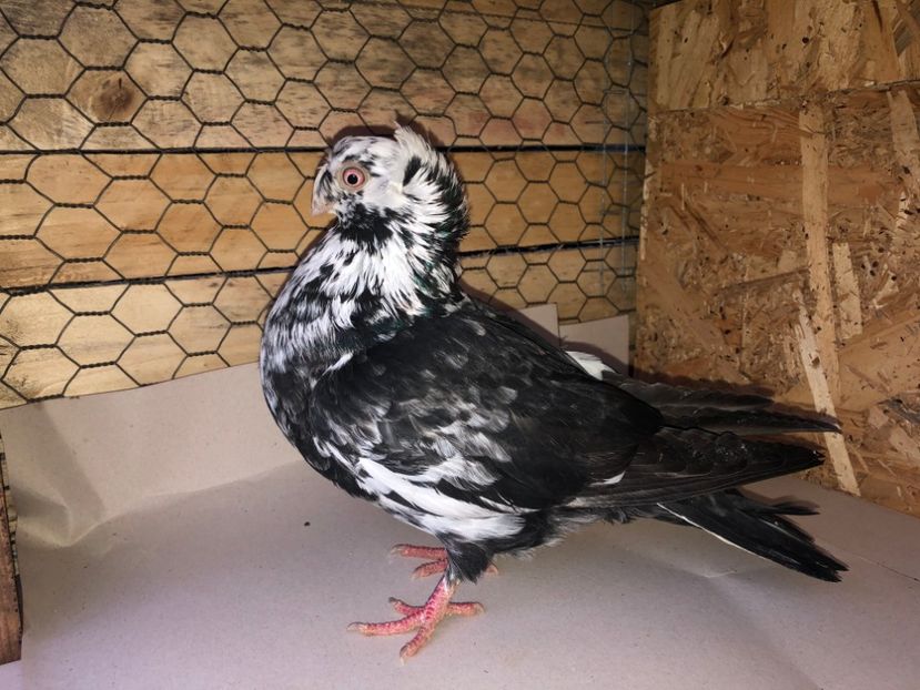 7123  (18)  femelă  2019 - A - perechi 2022