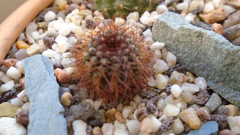Frailea mammifera ssp. angelesiae (magnifica) - Cactusi 2020 - catalogare 2