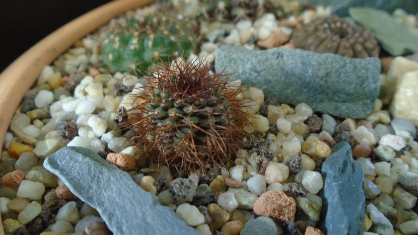 Frailea mammifera ssp. angelesiae (magnifica) - Cactusi 2020 - catalogare 2