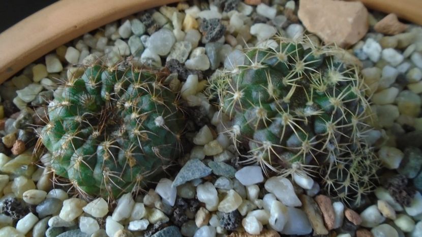 Frailea  pulcherrima (pygmaea) - Cactusi 2020 - catalogare 2