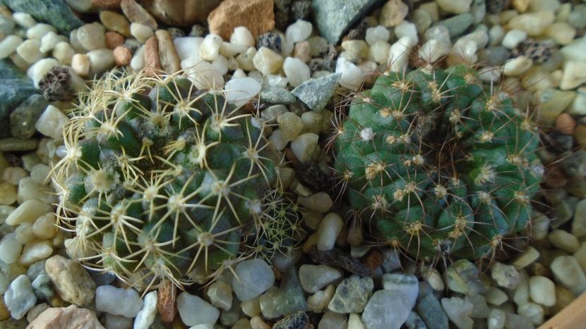 Frailea  pulcherrima (pygmaea) - Cactusi 2020 - catalogare 2
