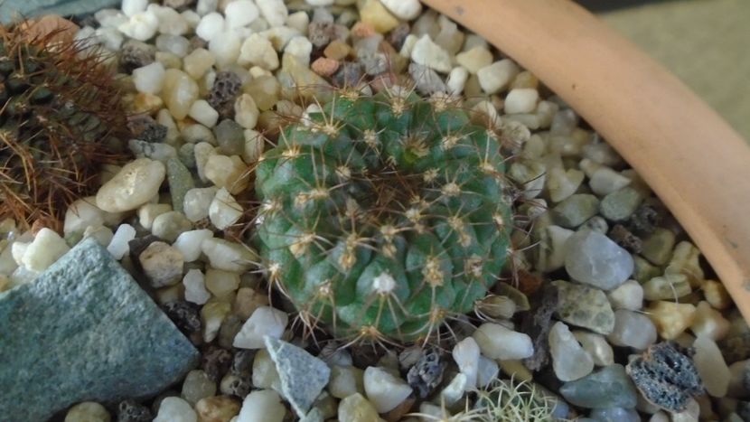 Frailea  pulcherrima (pygmaea) - Cactusi 2020 - catalogare 2