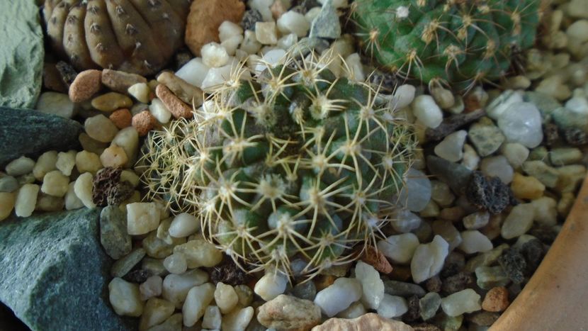 Frailea buenekeri - Cactusi 2020 - catalogare 2