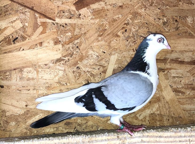 6835  femelă  2019 - Plecați ALBUM 3