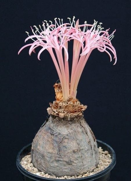 Ammocharis tinneana - Whish list pentru viata urmatoare1