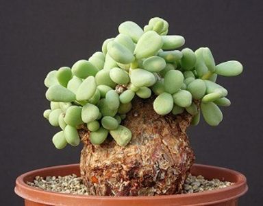 Ceraria pygmaea - Vase - aranjamente - accesorii