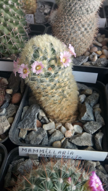 13.01.2020 - Mammillaria carmenae hb