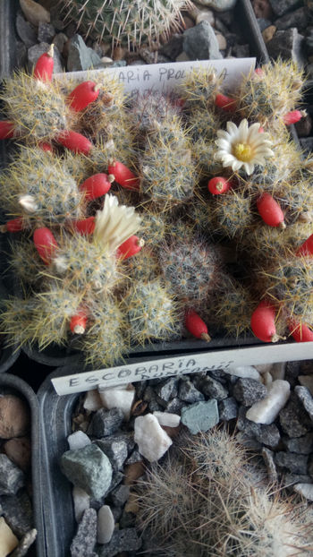 13.01.2020 - Mammillaria prolifera ssp texana