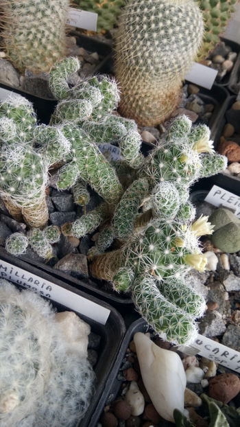 13.01.2020 - Mammillaria gracilis