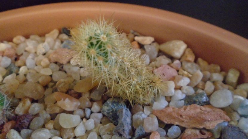 Acharagma roseanum ssp. galeanense, Galeana, Nuevo León, Mx - Cactusi 2019 final - catalogare 1