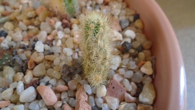 Acharagma roseanum ssp. galeanense, Galeana, Nuevo León, Mx - Cactusi 2019 final - catalogare 1