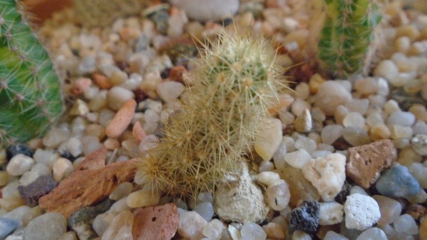 Acharagma roseanum ssp. galeanense, Galeana, Nuevo León, Mx - Cactusi 2019 final - catalogare 1