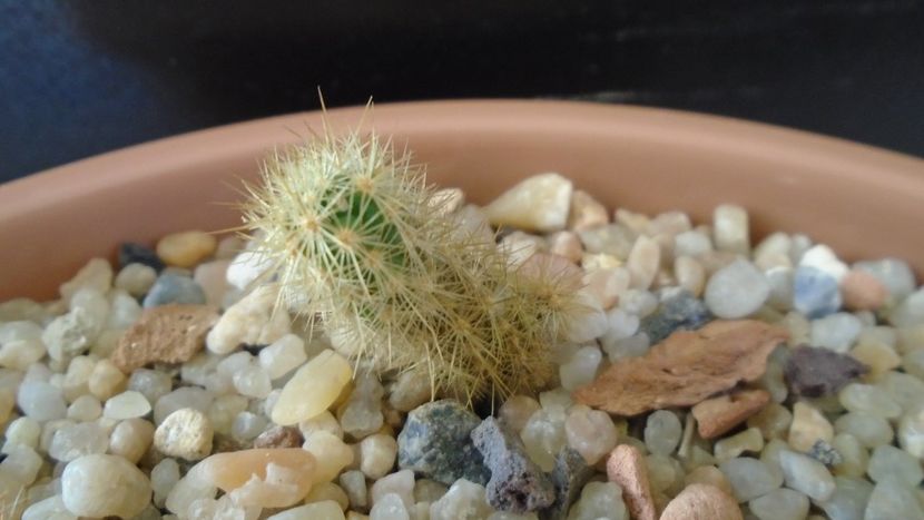 Acharagma roseanum ssp. galeanense, Galeana, Nuevo León, Mx - Cactusi 2019 final - catalogare 1