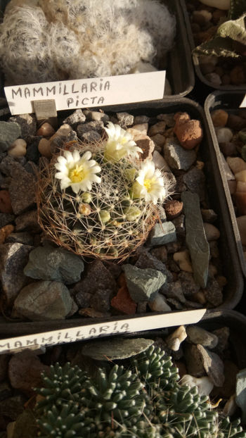 13.01.2020 - Mammillaria picta