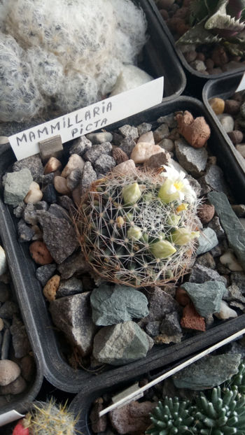 13.01.2020 - Mammillaria picta