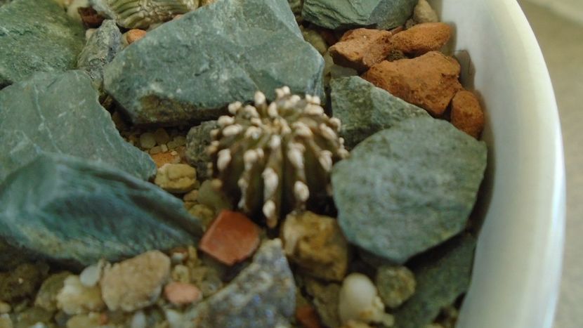 Gen monotip: Geohintonia mexicana, San Jose del Rio, Mx - Cactusi 2019 final - catalogare 1